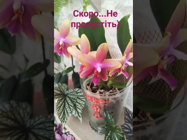 Скоро на каналі#орхідея Леодоро#аромат#спокуса