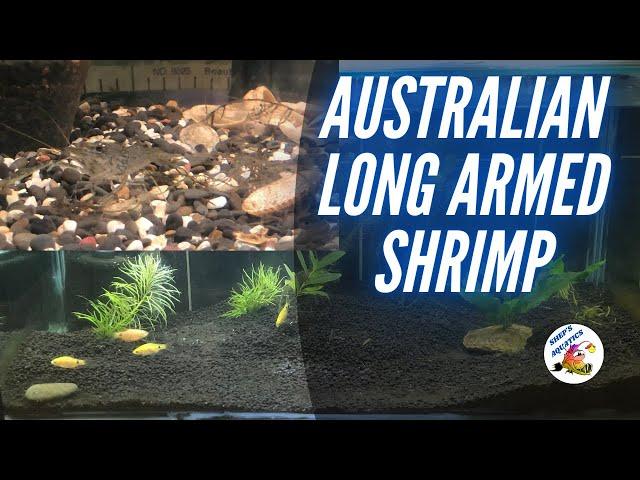 Australian Long Arm Shrimp