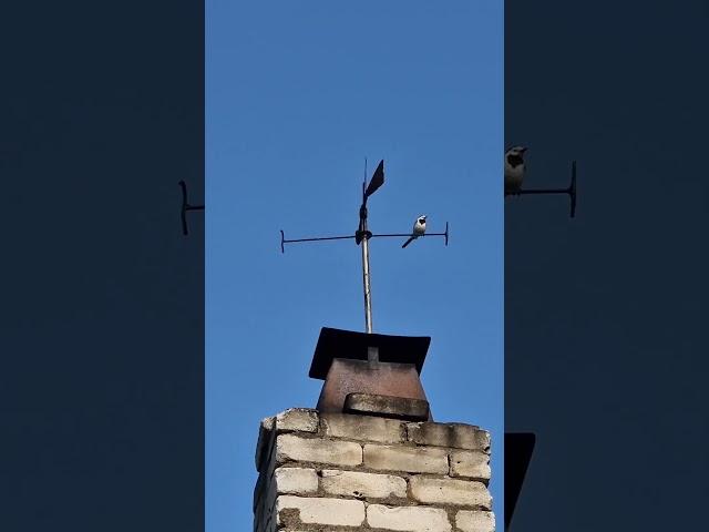 наш жилец