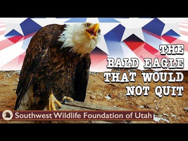 The Bald Eagle That Would Not Quit | Bald Eagle Rescue Short Film | Wildlife Documentary