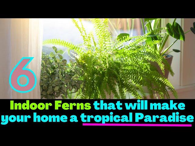 Indoor Ferns that will make your home a tropical Paradise