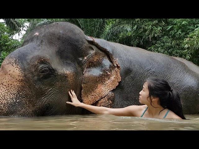 Elephant bathing in Khao Sok National Park