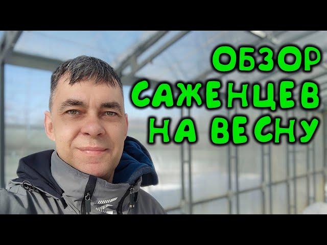 ОБЗОР САЖЕНЦЕВ НА ВЕСНУ: ГОРТЕНЗИИ, ЕЖЕВИКА, ВИНОГРАД, КАШТАНЫ