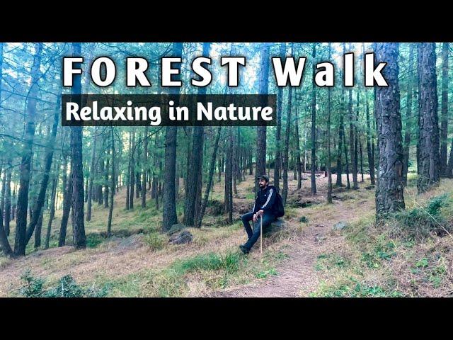 Relaxing Murree Forest | Relaxing Nature Sound | Forest Walk #murree #forest