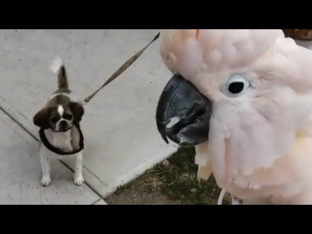 Cockatoo barks when he sees dogs