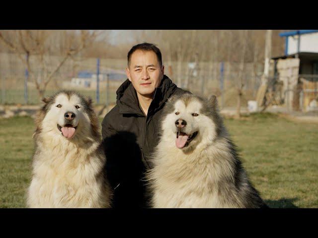 宁可犬舍亏损，也不让牠们乱生