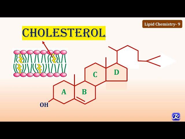 9: Cholesterol: Structure & Functions | Lipid Chemistry-9 | Biochemistry | N'JOY Biochemistry