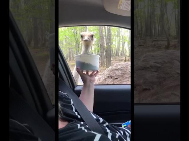 Girl Tries Feeding Ostrich and Gets bit on Hand - 1124691