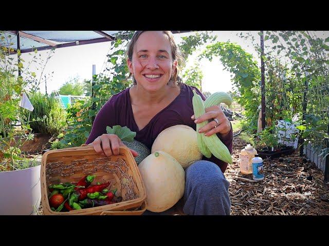 Summer Desert Garden Tour | My Daily Harvest and a BIG SURPRISE