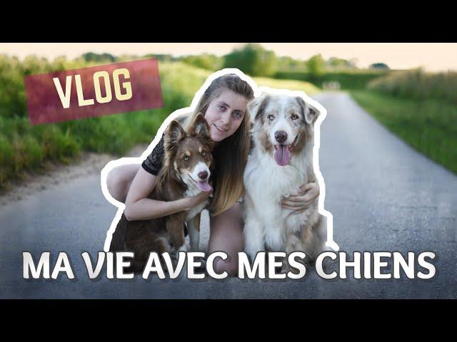 VLOG : MA VIE AVEC MES CHIENS !