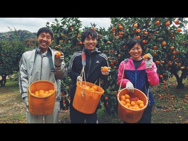 "達人直伝”剪定術－近大流みかんの木剪定講座（おまけ動画「和歌山式みかんの剥き方」）｜世の中の役に立つ近大公開講座 vol.3