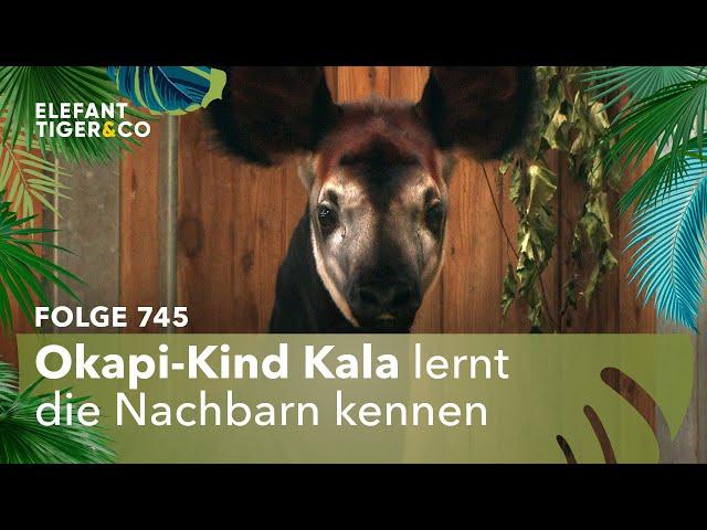 Kein Bock! (Folge 745) | Elefant, Tiger & Co. | MDR