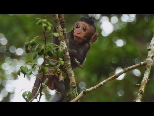 God Help.!! Why Monkey Mom Agree Baby Play Alone On Top Of The Trees Like That,