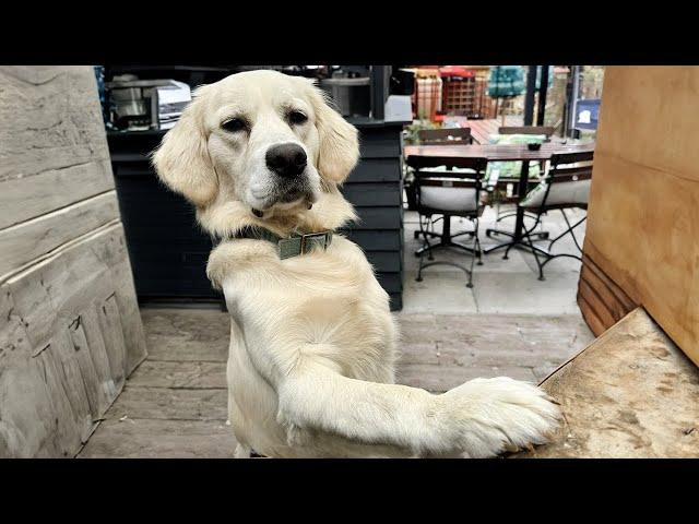 I dare you not to laugh at these FUNNY DOGS 