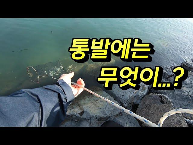 바다에 통발을 던지면 무엇이 잡힐까?(미끼=고등어+갈치머리)(a fish trap in Korea)