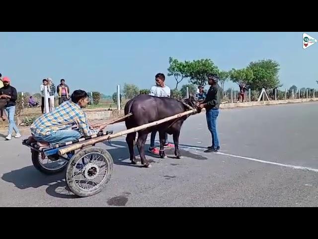 Jhota race || 10/1/2021 || aaj ki race || 300 meter race  Rahul dewan kalda || winner