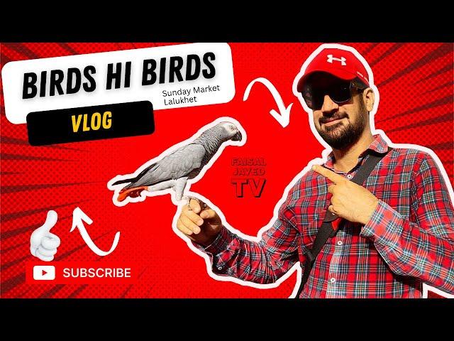 Cute Baby Parrots | Birds Market Vlog | Faisal Javed TV