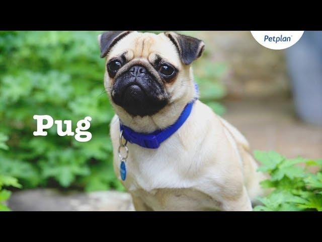 Pug Puppies & Dogs | Videos, Facts & Information | Petplan