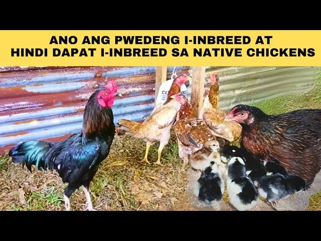 Ano ang Pwedeng I-inbreed at Hindi Dapat I-inbreed sa Native Chickens?