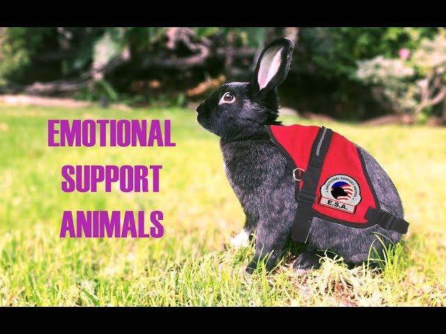 Rabbits As Emotional Support Animals