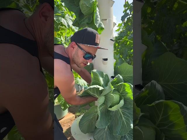 Growing #strawberries   , bock choy, cabbage, and flowers on aeroponics flowers. #verticalfarming