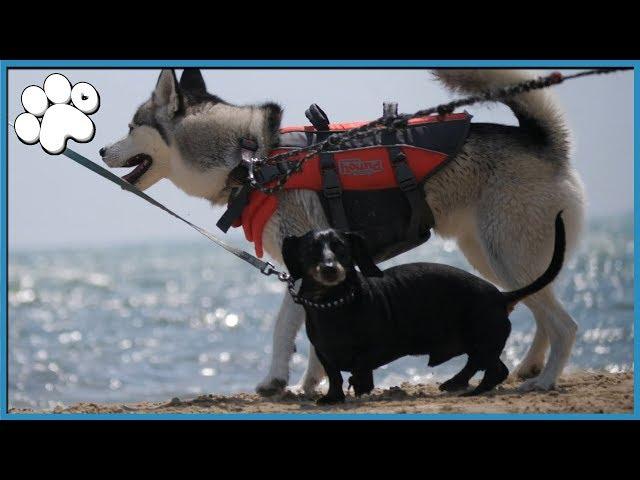 PAW RECORD AT THE BEACH!