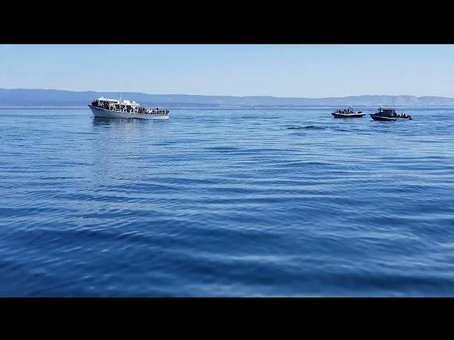 Monterey whales watching 美国加州海上观鲸