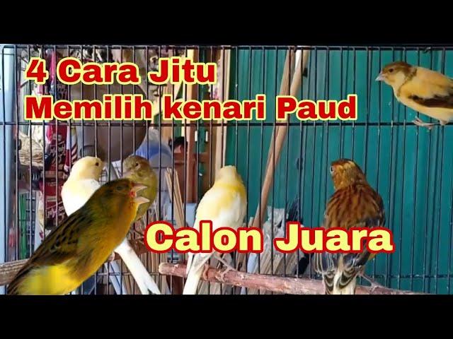 Cara memilih burung kenari paud dari ombyokan yang prospek