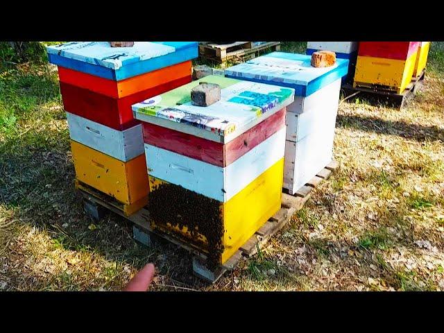 магазинов для мёда много не бывает /главный медосбор 2023