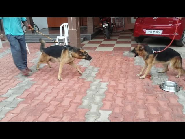 Aggresive German shepherds