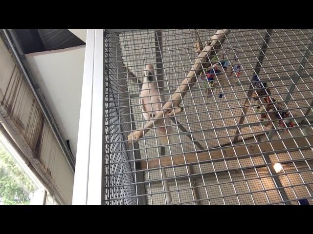 Abnormal repetitive behavior with a Moluccan Cockatoo