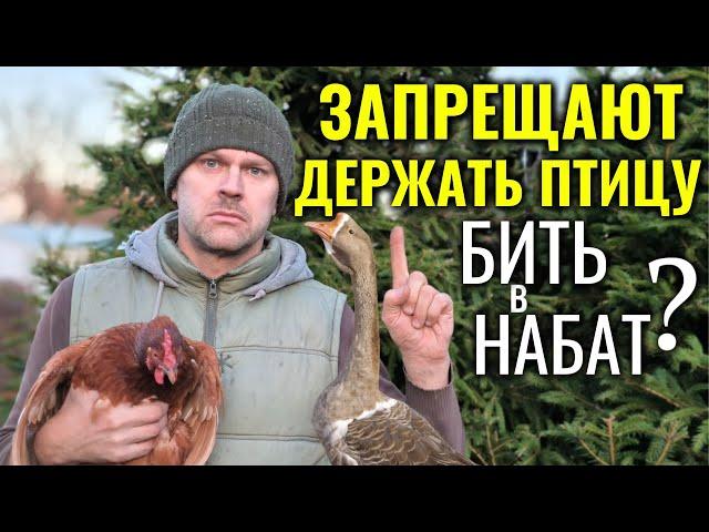 Запрещают держать кур, гусей, уток, перепелов и другую птицу! Бить в набат или всё не так плохо?!