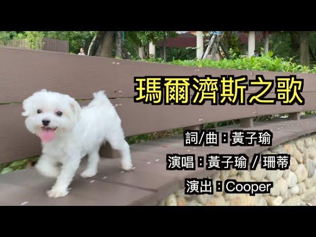 【瑪爾濟斯之歌】演出@瑪爾濟四Cooper｜詞/曲：黃子瑜｜演唱：黃子瑜 / 珊蒂｜A Song for Maltese Dog