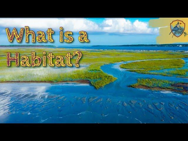 What Is A Habitat | Educational Videos for Kids