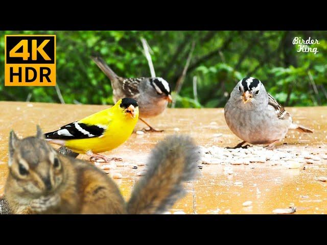 Cat TV for Cats to Watch  Cute birds, chipmunks and squirrels  8 Hours(4K HDR)