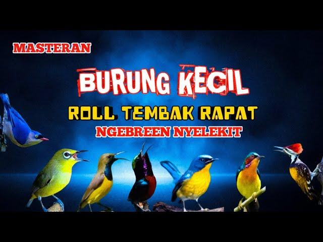 2 jam masteran Burung kecil Roll tembak rapat‼️NGEBREN NYELEKIT