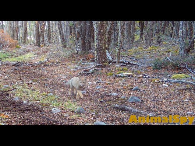 AnimalSpy Episodio 22 - PATAGONIA  - Fauna Silvestre registrada en Cámaras Trampa CHILE