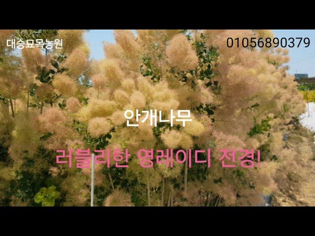 러블리한 영레이디 전경