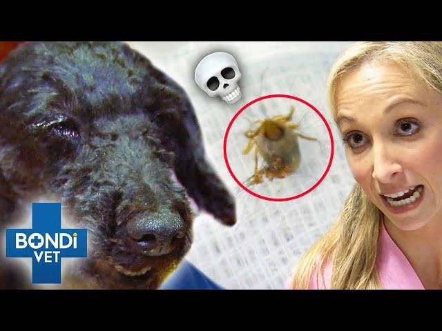 Tick Poison Is Shutting Down All Poodle's Organs  Bondi Vet Clips | Bondi Vet