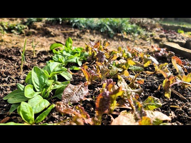 Rundgang im Selbstversorger-Garten Anfang März