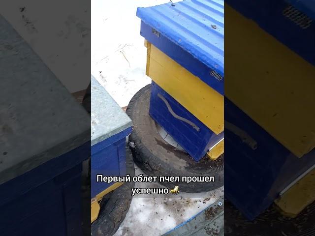 пчелки выходят из зимней спячки // пчеловодство с нуля #shorts