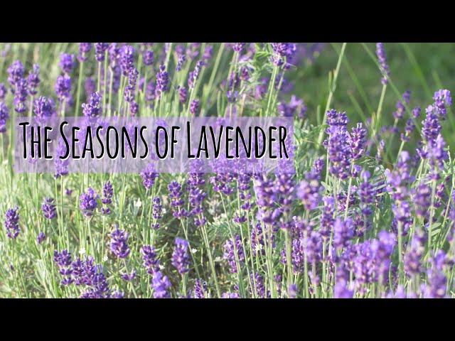 The Seasons of Lavender