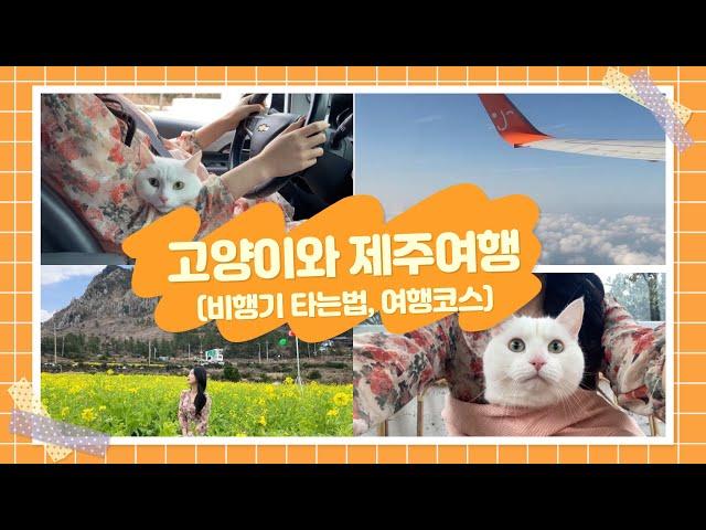 [Vlog] 고양이와 제주도 여행 브이로그 / 반려묘와 비행기 타는 방법 / 제주여행코스 / 제주맛집 / 제주카페 / 제주감귤따기