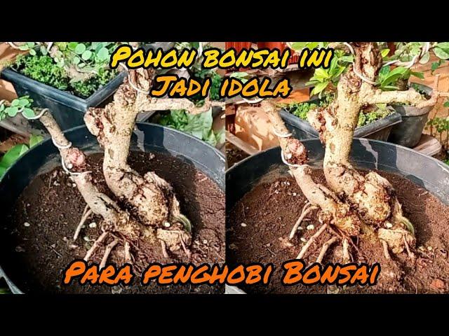 JANGAN BILANG PENGHOBI BONSAI !! KALAU BELUM PUNYA POHON SEPERTI INI !! (pelengkap saja bos )