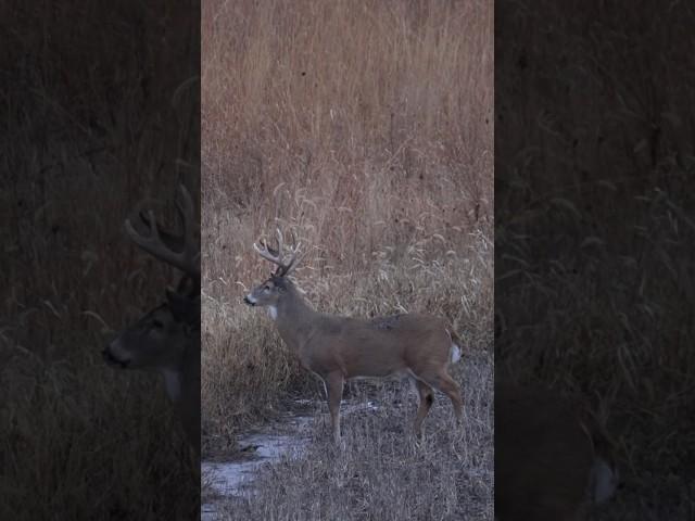 Three Iowa Muzzleloader Bucks, Back to Back to Back!  #whitetaildeer #deerseason #deerhunting