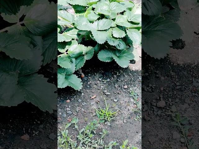 Абдуллох домла. Риск аллохлан