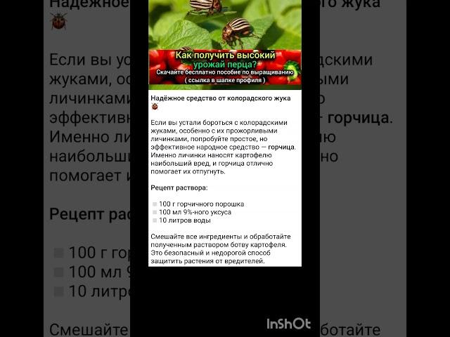 какие средства применяют для защиты картофеля от колорадского жука