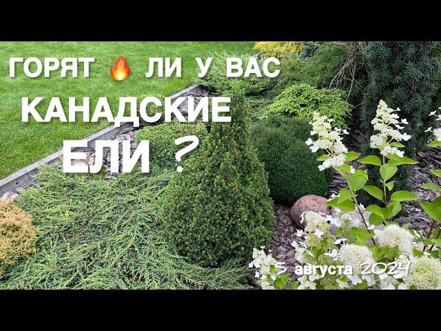 КАНАДСКИЕ ЕЛИ В САДУ ГОРЯТ? ОБЗОР ЕЛЕЙ В АВГУСТЕ.