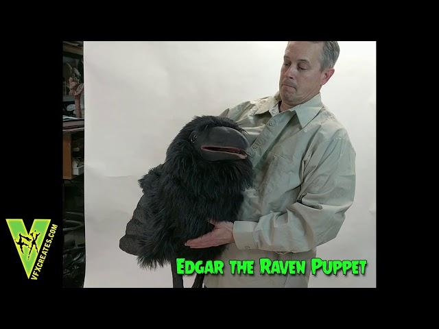 Edgar the Raven Puppet with Fixed Wing