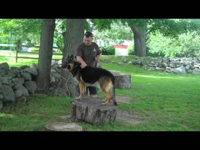 Stonehill Kennel | Duncan Obedience Training | Goshen CT | 888-DOG-NOSE